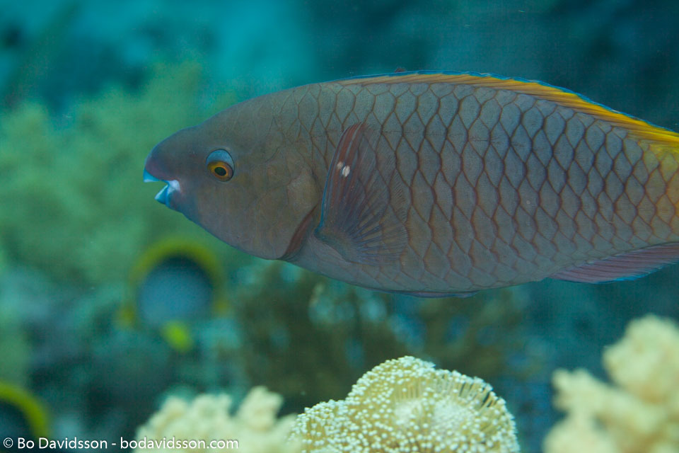 BD-150223-Sharm-6513-Cetoscarus-bicolor-(Rüppell.-1829)-[Bicolour-parrotfish].jpg